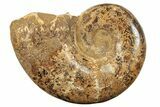 Jurassic Ammonite (Hemilytoceras) Fossil - Madagascar #226725-1